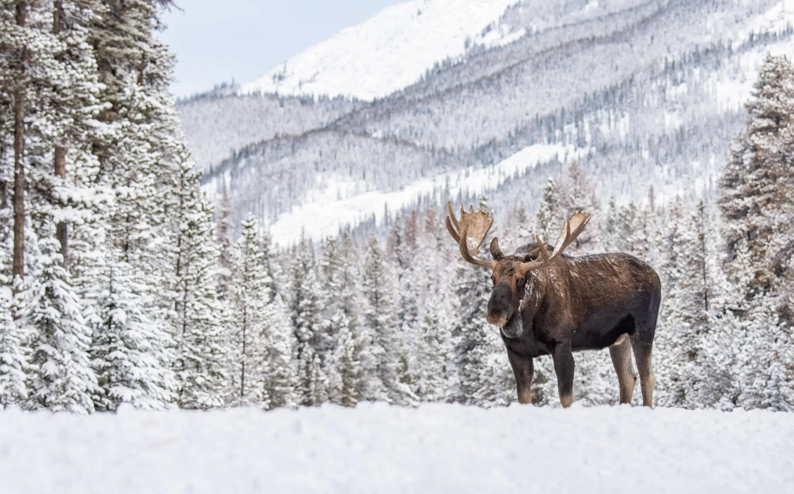 Elk in Banff National Park