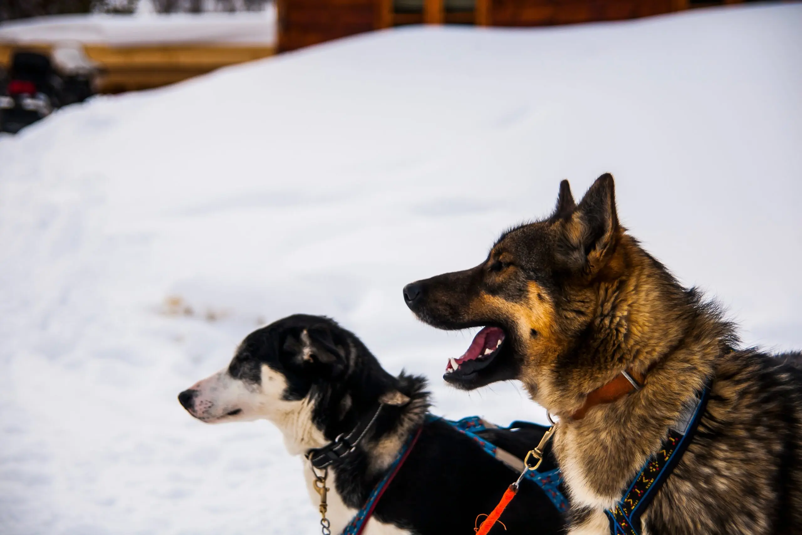 Dog sledding