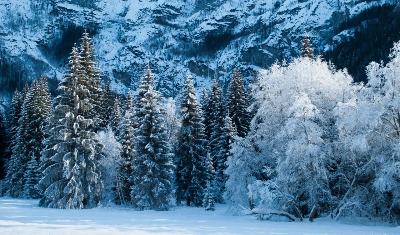 Snow Covered Trees