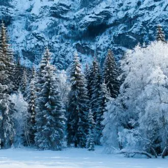 Snow Covered Trees